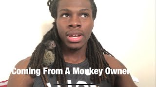 HERE’S WHY MARMOSET MONKEYS DO MAKE GREAT PET’S [upl. by Mallon5]