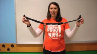 Easy Walk Harness Training Video [upl. by Jenny]