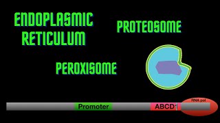 USMLE Step 1  Lesson 18  The endoplasmic reticulum peroxisome and proteasome [upl. by Katrina]