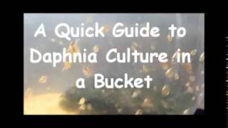 How to culture daphnia outside [upl. by Waite]