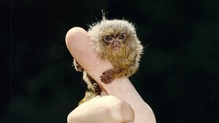 FINGER MONKEYS ARE TINY [upl. by Satterfield]