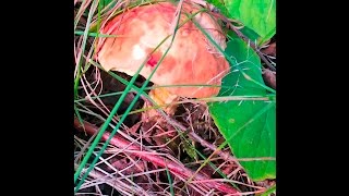 The Bolete Blues Testing Bolete Mushrooms for Edibility [upl. by Loleta740]