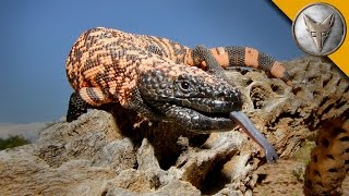 The Gila Monster  AMAZING Venomous Lizard Encounter [upl. by Lundt252]