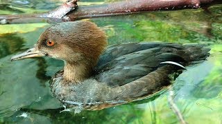 Young Hooded Merganser Ducks [upl. by Ailito606]