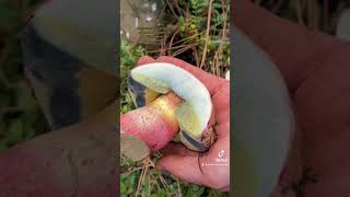 Amazing Color Changing Mushroom Blue staining Red Stemmed Bitter Bolete Caloboletus rubripes [upl. by Gnoc]