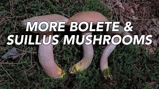 More Bolete And Suillus Mushrooms with Adam Haritan [upl. by Meluhs156]