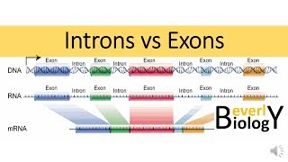 Introns vs Exons [upl. by Nicole]