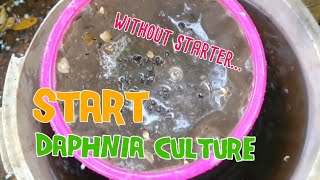 How to culture daphnia moina the easy way 1  Starting the Daphnia culture [upl. by Ignacia578]