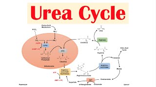 Urea Cycle  Purpose Enzymes amp Regulation [upl. by Nyral783]