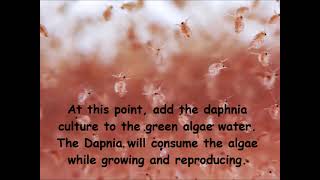 Daphnia  How to grow daphnia in your home [upl. by Fogarty]