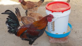 COMEDERO PARA GALLINAS 🐓  chicken feeder [upl. by Ttergram378]