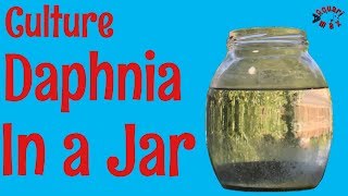 How to Culture Daphnia in a Jar [upl. by Vento]