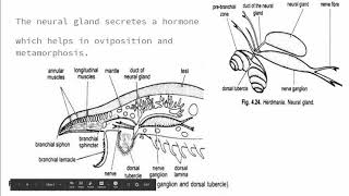 Neural complex of herdmania [upl. by Kohl]