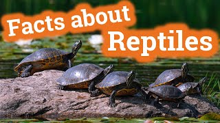 Facts About Reptiles for Kids [upl. by Akemad]