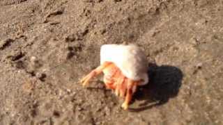 Hermit Crab walking on the beach [upl. by Patin]