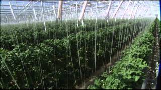 The Future of Farming Hydroponic Tomatoes  SoCal Connected  KCET [upl. by Acemahs]