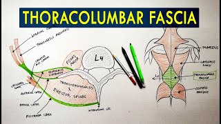 Thoracolumbar Fascia  Anatomy Tutorial [upl. by Crissy832]