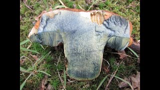 Identifying the Scarletina Bolete Dotted Stemmed Bolete Neoboletus praestigiator [upl. by Eirojam436]