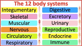 12 Organ Systems  Roles amp functions  Easy science lesson [upl. by Ahders952]