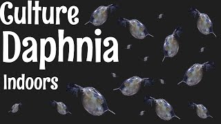 How to Culture Daphnia [upl. by Vachel127]