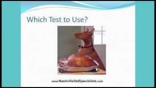 Cushings Disease Treatments in Veterinary Medicine Nashville Veterinary Specialists [upl. by Nnylsia]