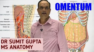 PERITONEUM Part 2  OMENTUM [upl. by Mack]