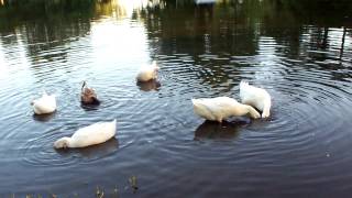 Beautiful Pekin Ducks Swimming in Pond [upl. by Etnasa]