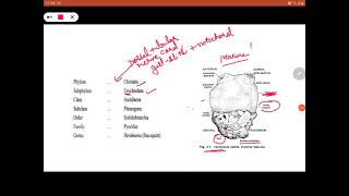 Herdmania Spicules [upl. by Gerita]