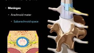 Spinal Cord Development  Embryology [upl. by Eimas269]