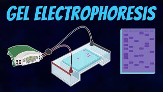 Gel Electrophoresis of DNA [upl. by Atnahsa]