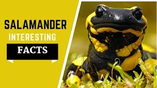 Salamander Facts For Kids  All Information Dite yellow spotted [upl. by Anawed]