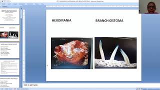 Comparison Of Herdmania And Branchiostoma Part1 [upl. by Anail211]