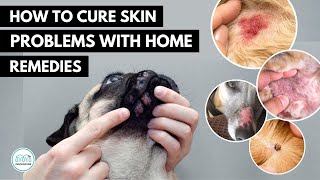 How To treat 5 Skin infection in dogs 🐕 with home remedies [upl. by Edualc]