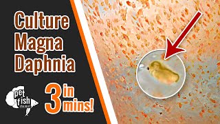 How to culture DAPHNIA MAGNA  The easy way [upl. by Willis]