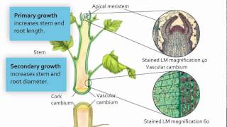 Visualizing Meristematic Tissue [upl. by Etnoel284]