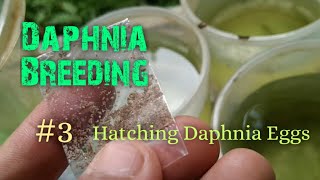 Daphnia Culture made simple and easy 3  Hatching Daphnia eggs [upl. by Hamann]