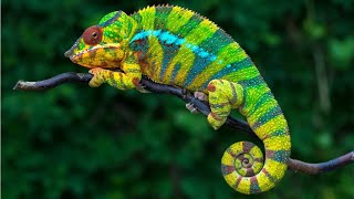 10 Most Beautiful Lizards in the World [upl. by Lipsey545]