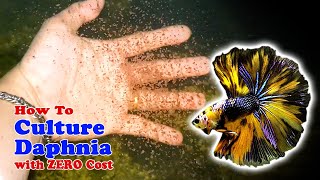 How to Culture Daphnia with ZERO Cost  Unlimited Live Food For Our Fish [upl. by Atis]