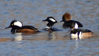 Hooded merganser ducks diving getting food amp flying [upl. by Heringer]