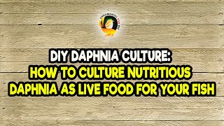 DIY Daphnia Culture How to Culture Nutritious Daphnia as Live Food for Your Fish [upl. by Allin948]