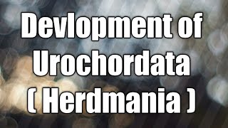 Development of Urochordata  Herdmania [upl. by Rossing]