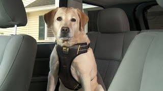 Kurgo Impact Dog Car Harness [upl. by Pickford]