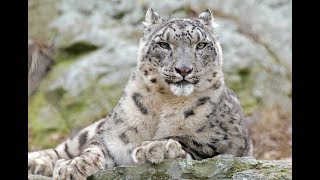 National Geographic Documentary  The Snow Leopard  Wildlife Animals [upl. by Cohbath555]