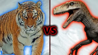 Tiger vs Utahraptor [upl. by Aneetak688]