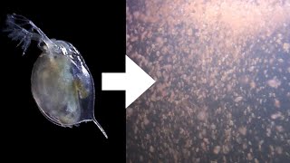 How I Culture Daphnia [upl. by Winther859]