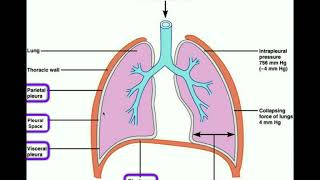 Anatomy  Body Cavities amp Serous Membranes [upl. by Beilul]