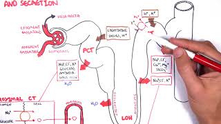 Nephrology  Physiology Reabsorption and Secretion [upl. by Daune]