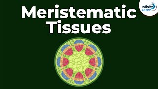 What are Meristematic Tissues  Infinity Learn [upl. by Winslow]