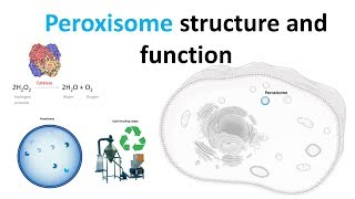 Peroxisomes Structure and function [upl. by Roderica810]