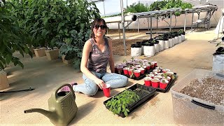 Transplanting Hydroponic Tomatoes Planting Microgreens and Greenhouse Projects [upl. by Ayanej]